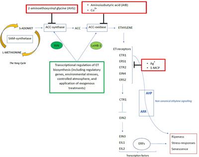 Ethylene: Management and breeding for postharvest quality in vegetable crops. A review